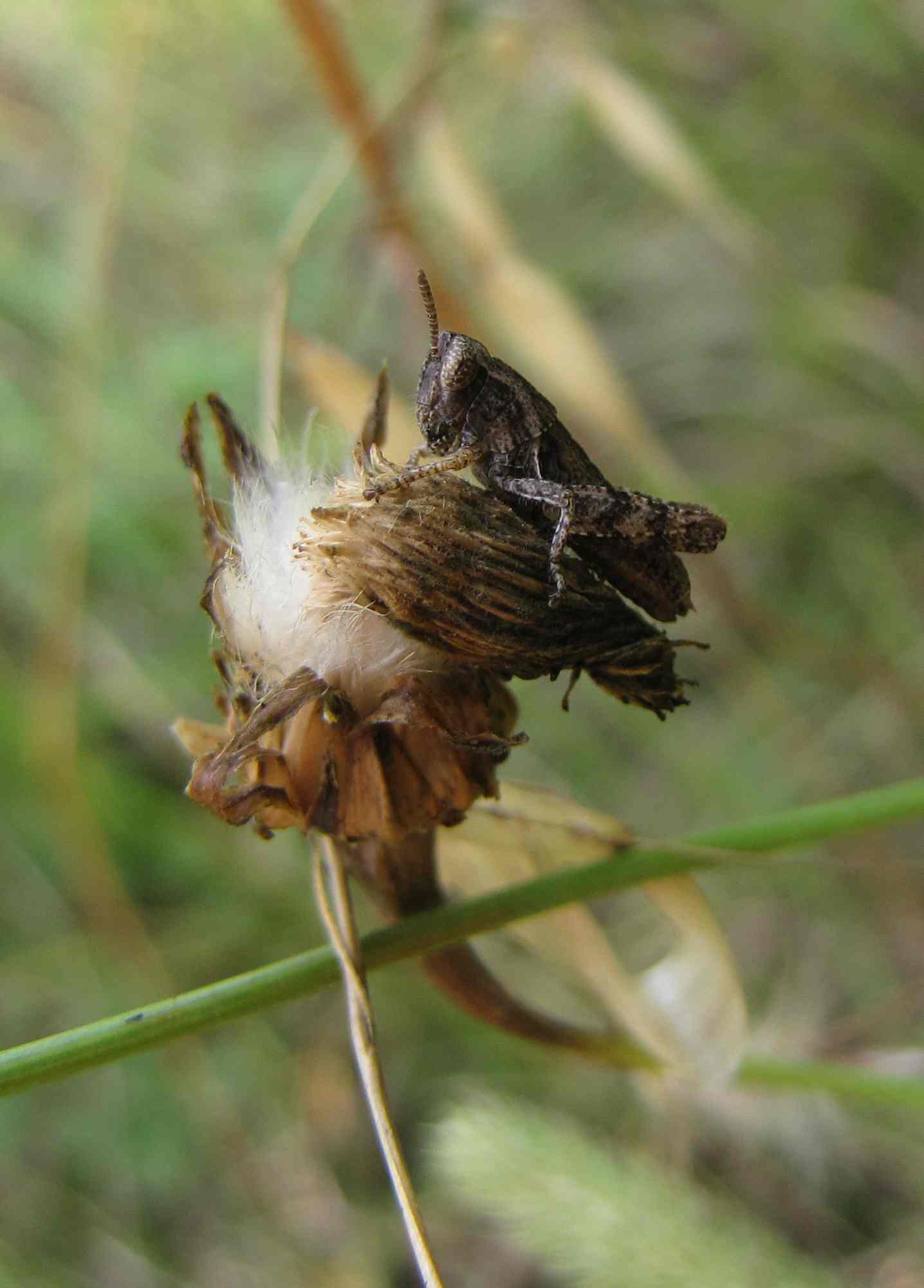 Calliptamus italicus